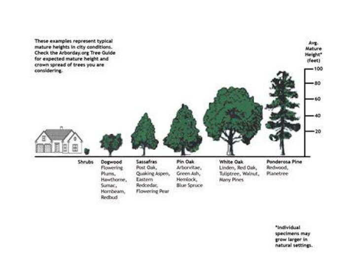 How tall is an oak tree in meters