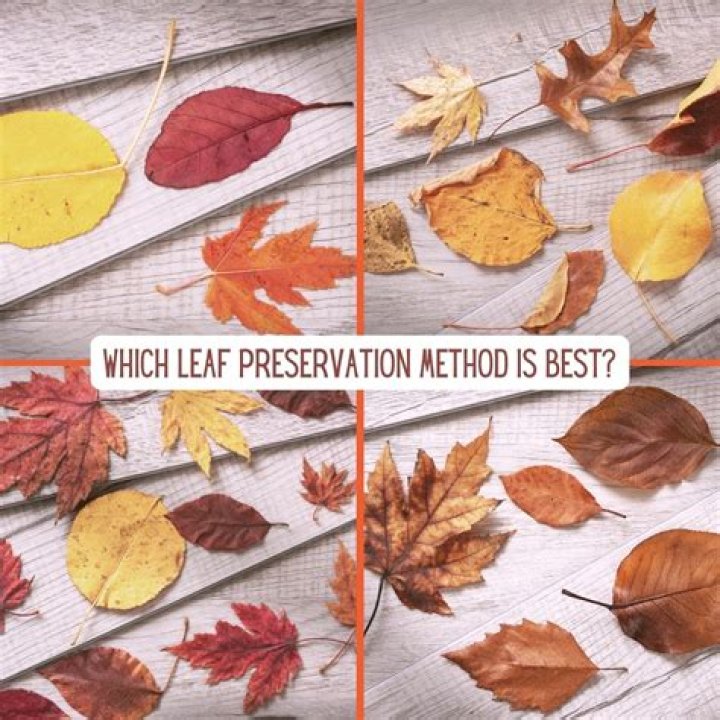 How to preserve green leaves