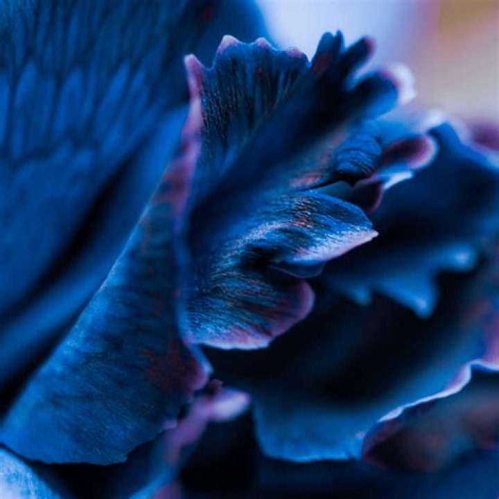 
Spoiler-Filled Meaning Of ” Blue Flower” From Better Call Saul Explained 